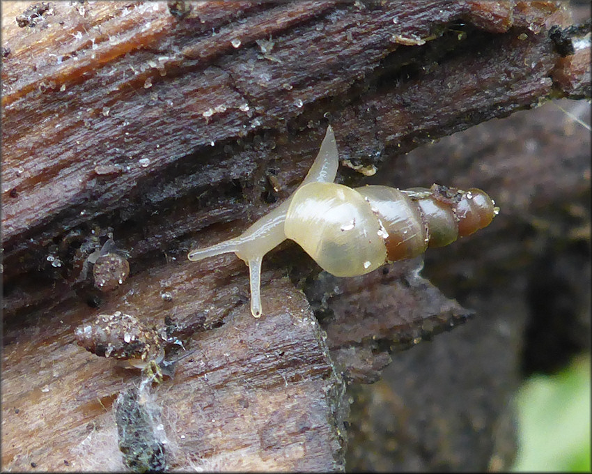 Subulina octona (Bruguire, 1792) Miniature Awlsnail Juvenile In Situ