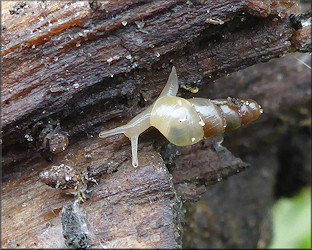 Subulina octona (Bruguire, 1792) Miniature Awlsnail Juvenile In Situ