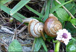 Bradybaena similaris (Férussac, 1821) In Situ