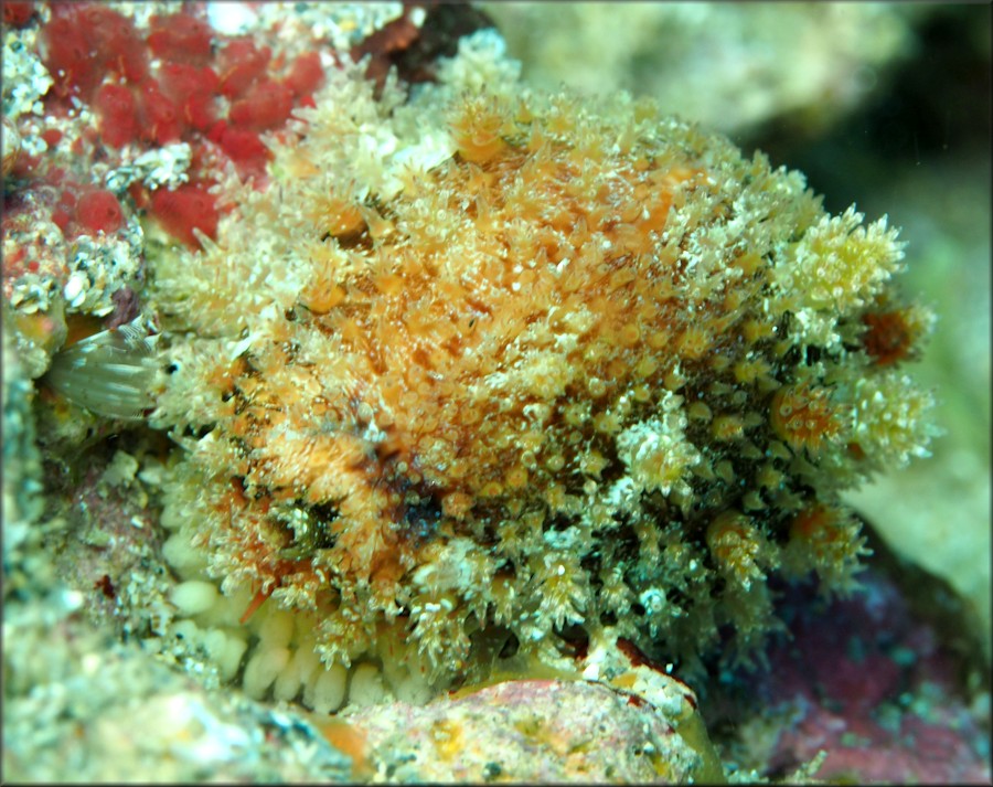 Erosaria acicularis (Gmelin, 1791) Atlantic Yellow Cowrie With Eggs