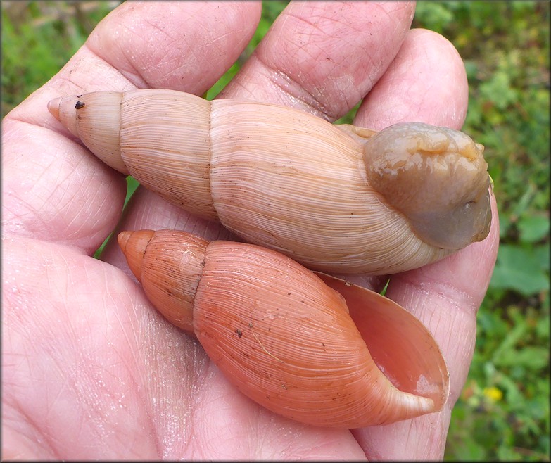 Euglandina rosea (Frussac, 1821) Rosy Wolfsnail Cannibalism