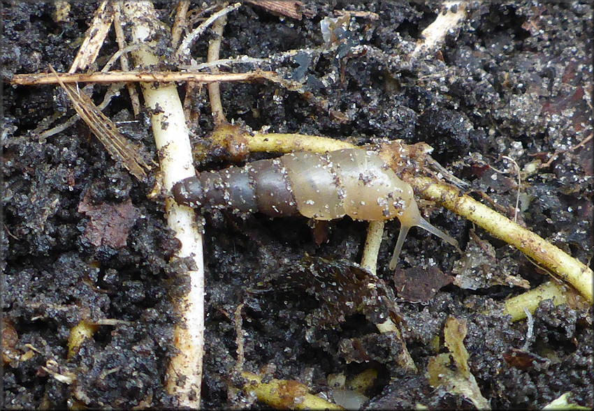 Subulina octona (Bruguire, 1792) Miniature Awlsnail In Situ