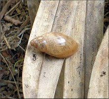 Euglandina rosea (Frussac, 1821) Juvenile In Situ