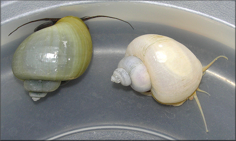 Pomacea diffusa Blume, 1957 [Spiketop Applesnail] Aquarium Store Specimens