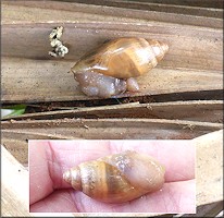 Euglandina rosea (Frussac, 1821) Juvenile In Situ