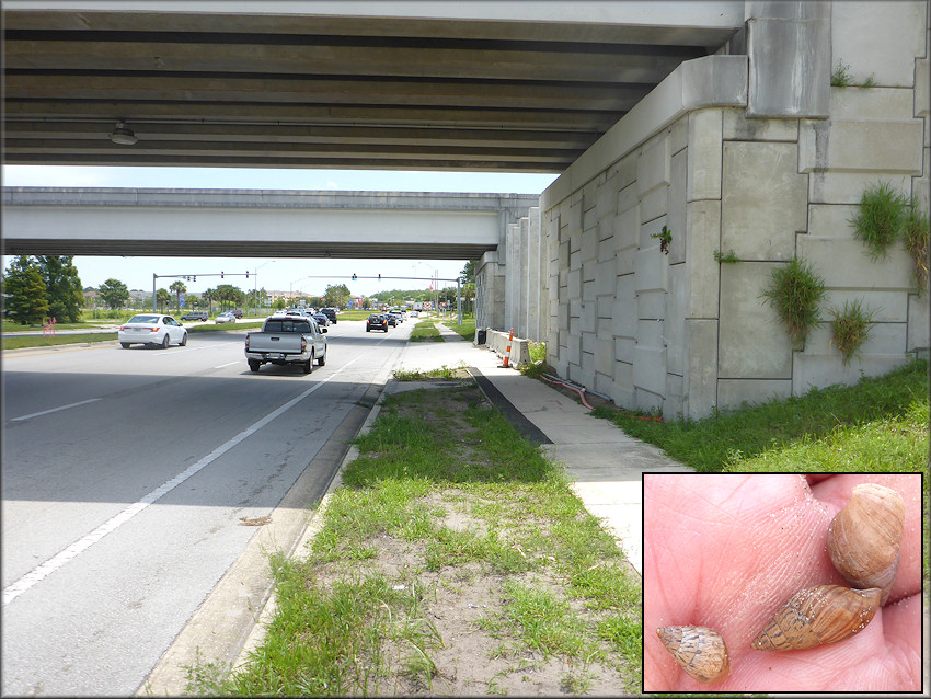 Bulimulus sporadicus On Baymeadows Road Underneath The Interstate 295 Overpass