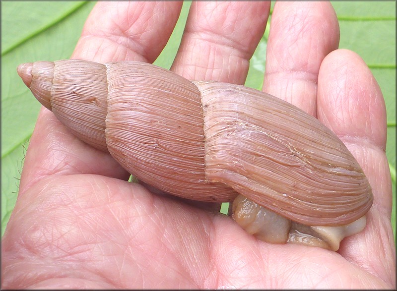 Euglandina rosea (Frussac, 1821) Rosy Wolfsnail - Very Large Specimen