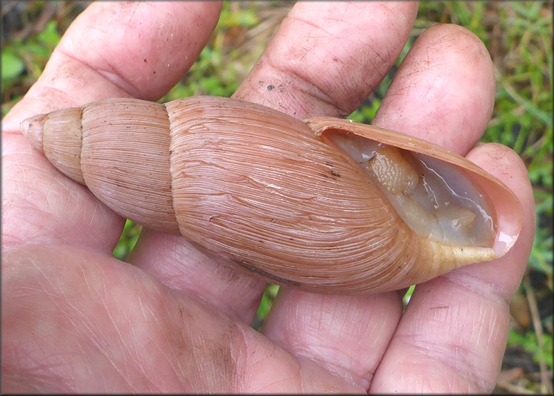 Euglandina rosea (Frussac, 1821) Rosy Wolfsnail - Very Large Specimen