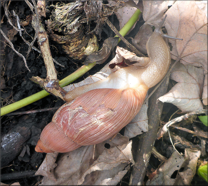 Euglandina rosea (Frussac, 1821) Damaged Shell