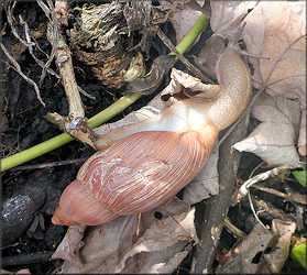 Euglandina rosea (Frussac, 1821) Rosy Wolfsnail In Situ