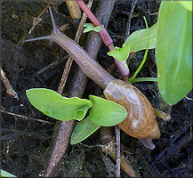 Euglandina rosea (Frussac, 1821) Juvenile In Situ