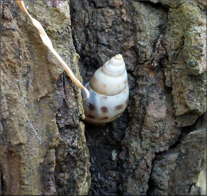 Drymaeus dormani (W. G. Binney, 1857) Manatee Treesnail In Situ