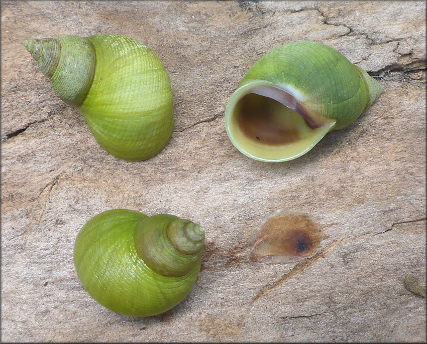 Littoraria nebulosa (Lamarck, 1822) Cloudy Periwinkle