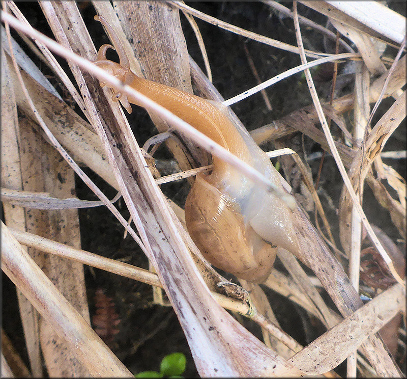 Euglandina rosea (Frussac, 1821) Juvenile In Situ