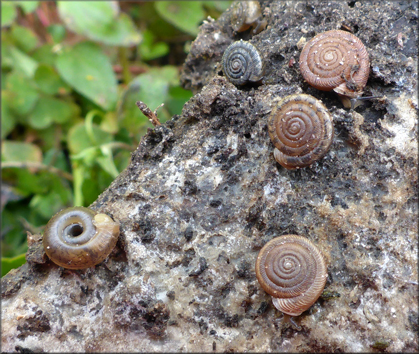 Polygyra cereolus (Mhlfeld, 1816) Southern Flatcoil In Situ