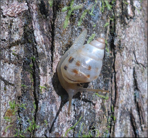 Drymaeus dormani (W. G. Binney, 1857) Manatee Treesnail Juvenile In Situ