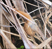 Euglandina rosea (Frussac, 1821) Juvenile In Situ