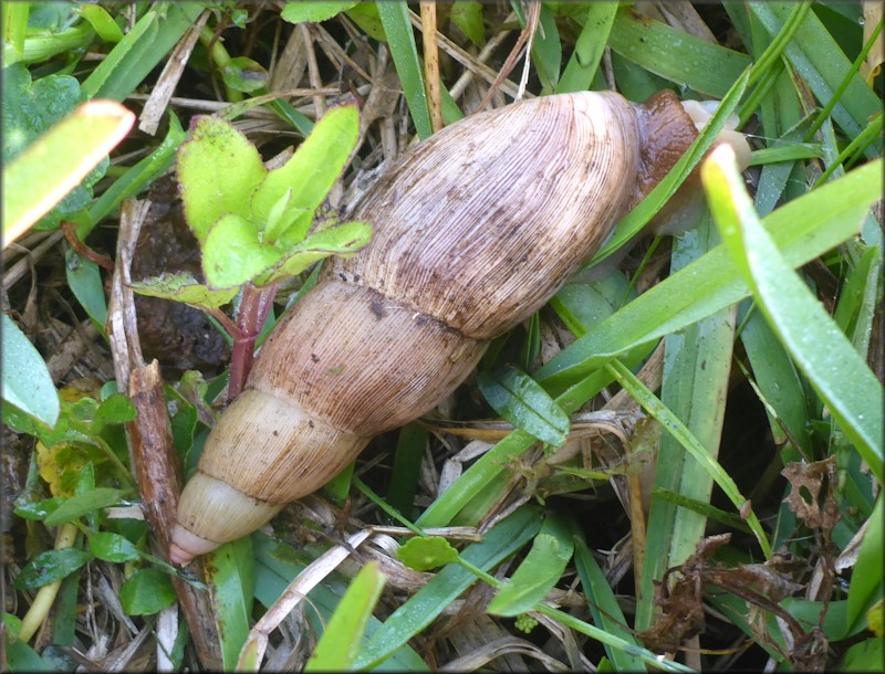 Euglandina rosea (Frussac, 1821) Rosy Wolfsnail - Very Large Specimen