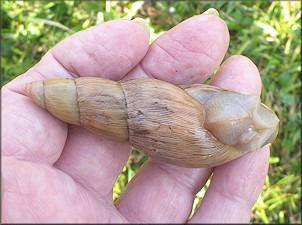 Euglandina rosea (Férussac, 1821) Rosy Wolfsnail - Very Large Specimen