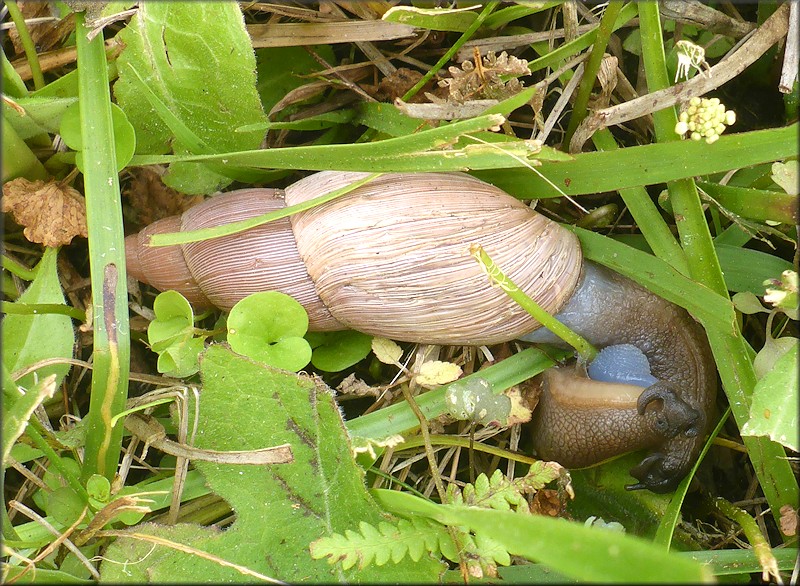 Euglandina rosea (Frussac, 1821) Mating In Situ