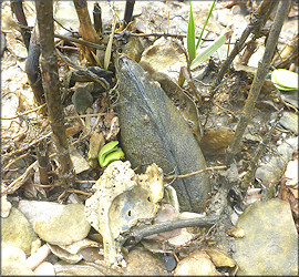 Geukensia demissa (Dillwyn, 1817) Ribbed-mussel In Situ