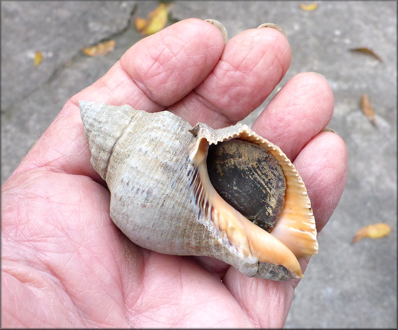 Stramonita haemastoma (Linnaeus, 1767) Florida Rocksnail Large Specimen