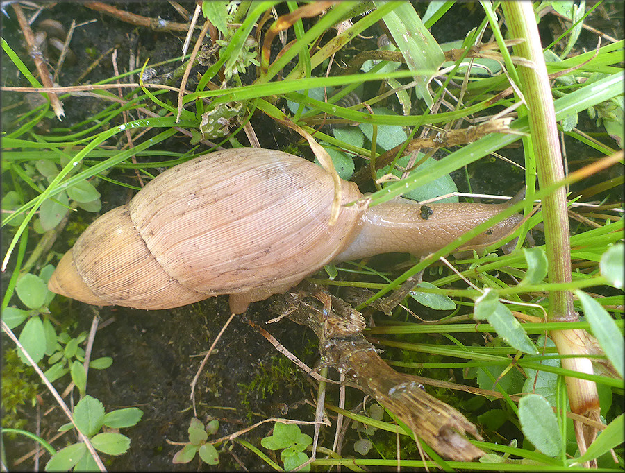 Euglandina rosea (Frussac, 1821) Rosy Wolfsnail In Situ