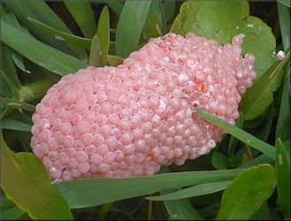 Egg clutches along the aquatic center lake shoreline (4/15/2021)