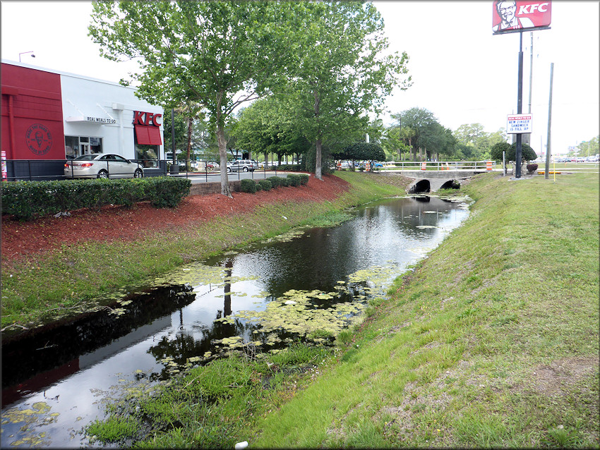 Pomacea diffusa habitat near KFC restaurant along Beach Boulevard April, 2017 (looking west)