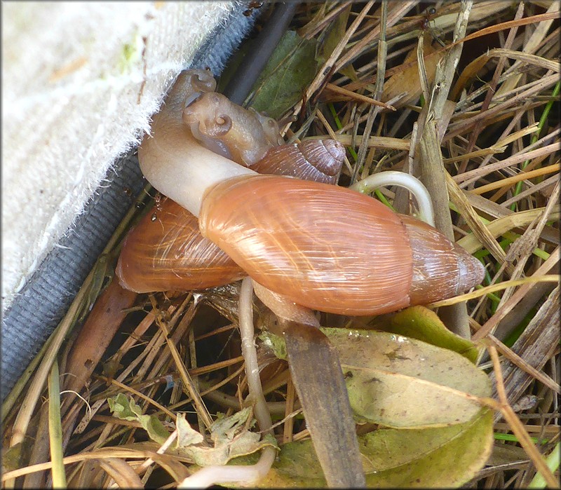 Euglandina rosea (Frussac, 1821) Juveniles Mating In Situ