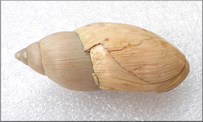 Euglandina rosea (Férussac, 1821) Damaged Shell