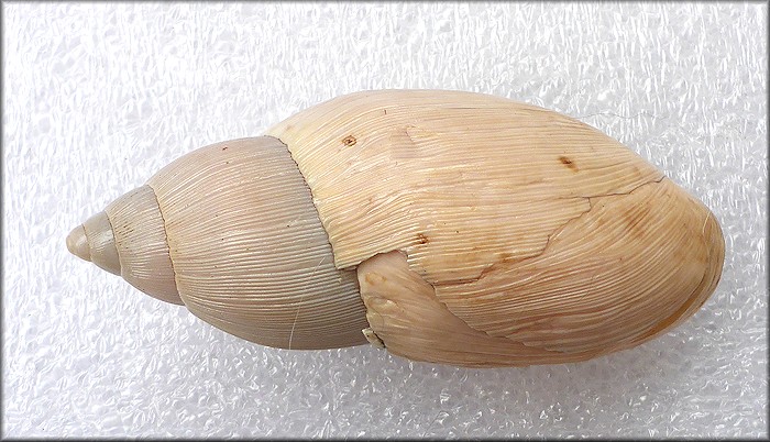 Euglandina rosea (Férussac, 1821) Damaged Shell