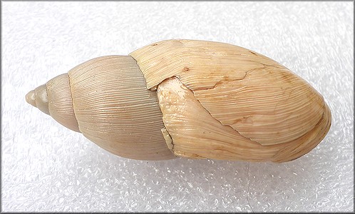 Euglandina rosea (Frussac, 1821) Damaged Shell