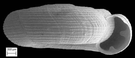 Helicodiscus notius notius Hubricht, 1962 Tight Coil