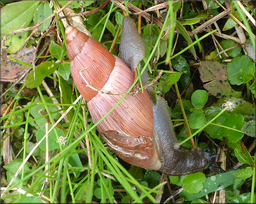 Euglandina rosea (Frussac, 1821) Damaged Shell