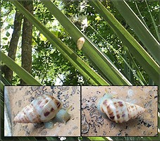 Drymaeus dormani (W. G. Binney, 1857) Manatee Treesnail