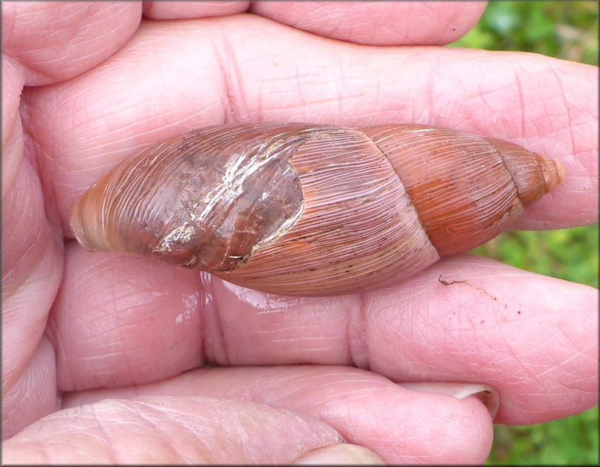 Euglandina rosea (Frussac, 1821) Damaged Shell