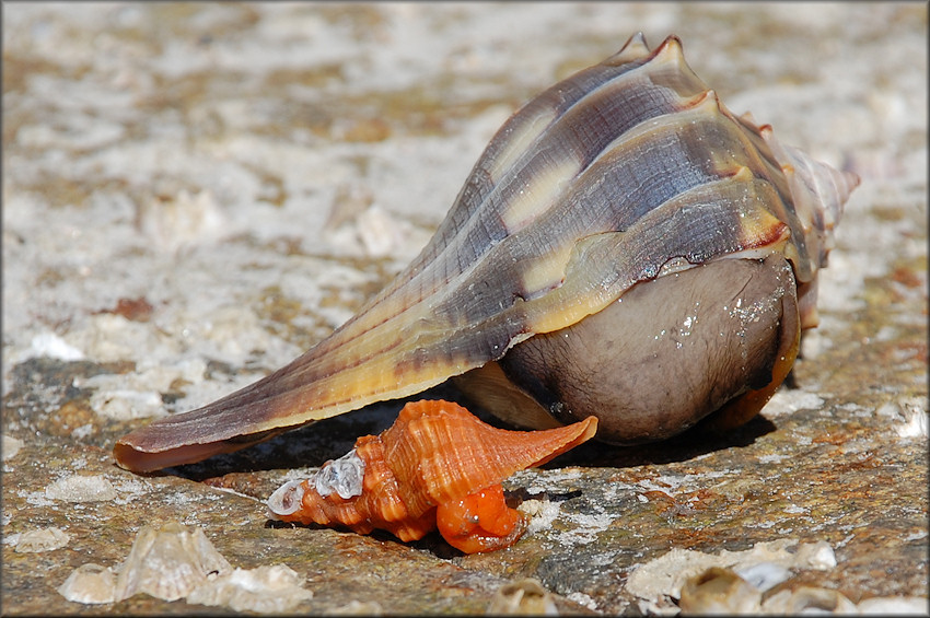 Triplofusus giganteus (Kiener, 1840) Juvenile