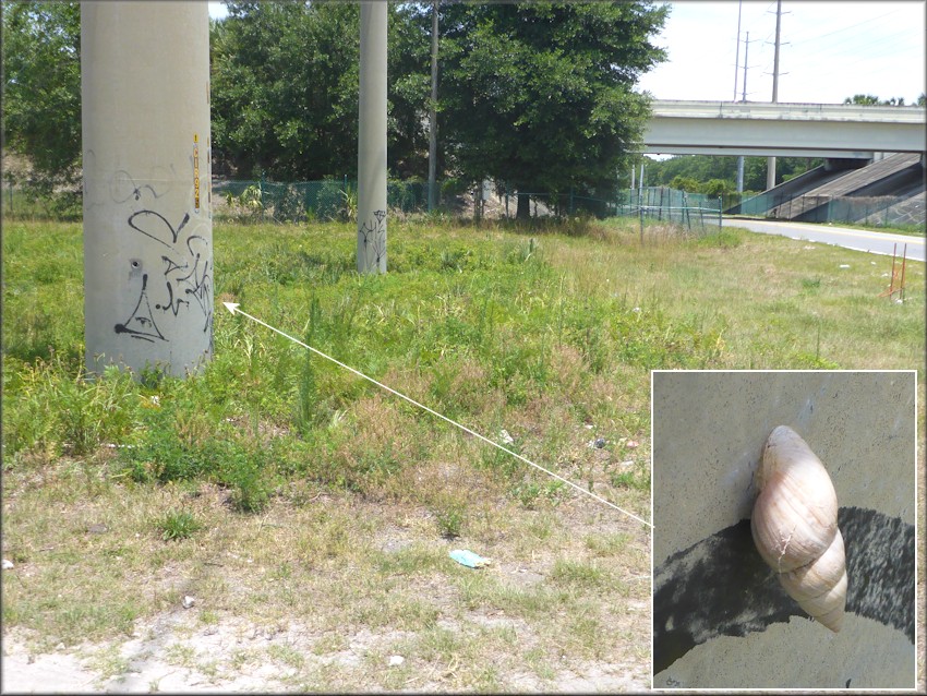 Bulimulus sporadicus On Saints Road Near Interstate 295 Overpass