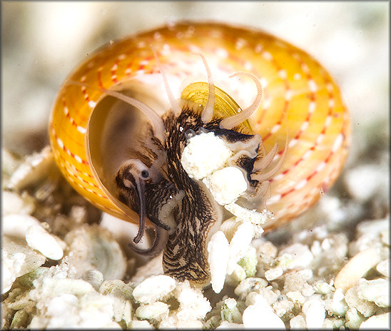 Tegula fasciata (Born, 1778) Silky Tegula