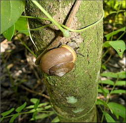 Mesodon thyroidus (Say, 1817) White-lip Globe Up A Tree