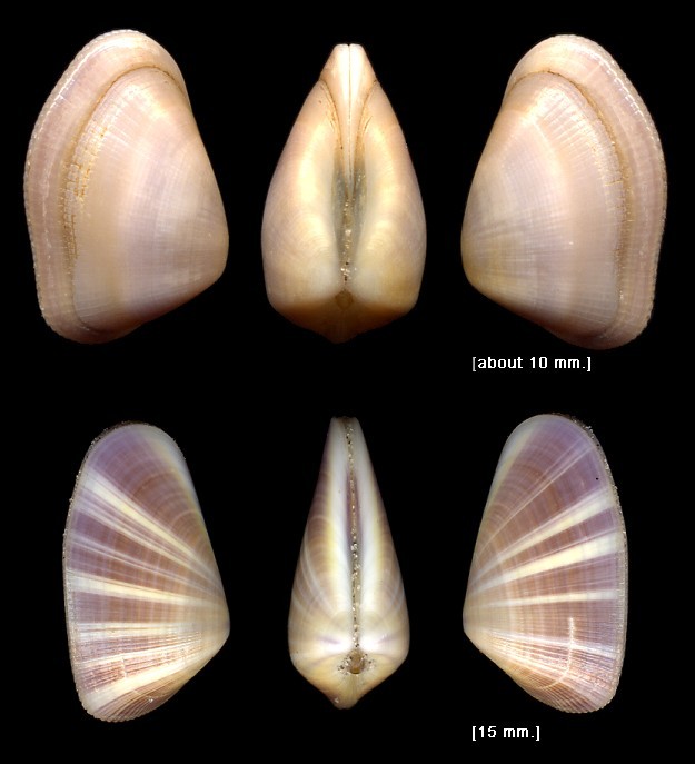 Donax fossor And Donax variabilis Comparison