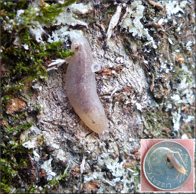 Leidyula floridana (Leidy, 1851) Florida Leatherleaf Juvenile