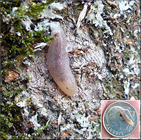 Leidyula floridana (Leidy, 1851) Florida Leatherleaf Juvenile