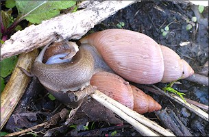 Euglandina rosea (Frussac, 1821) Mating