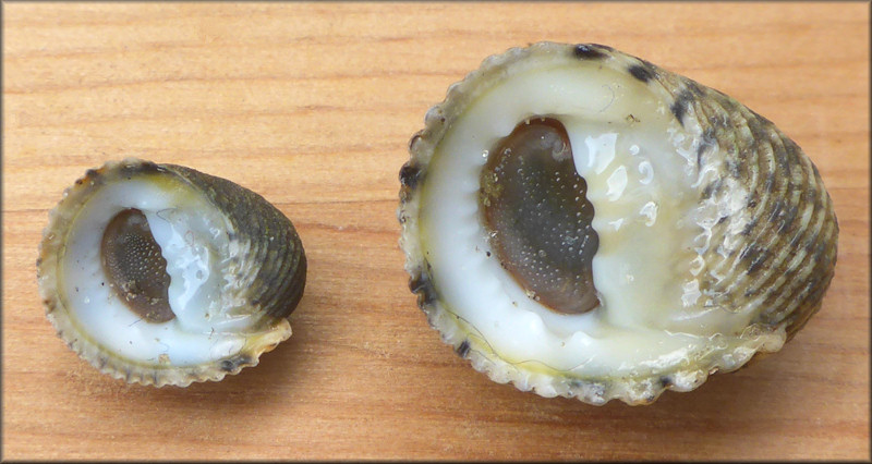 Nerita fulgurans Gmelin, 1791 Antillean Nerite Adult and Juvenile