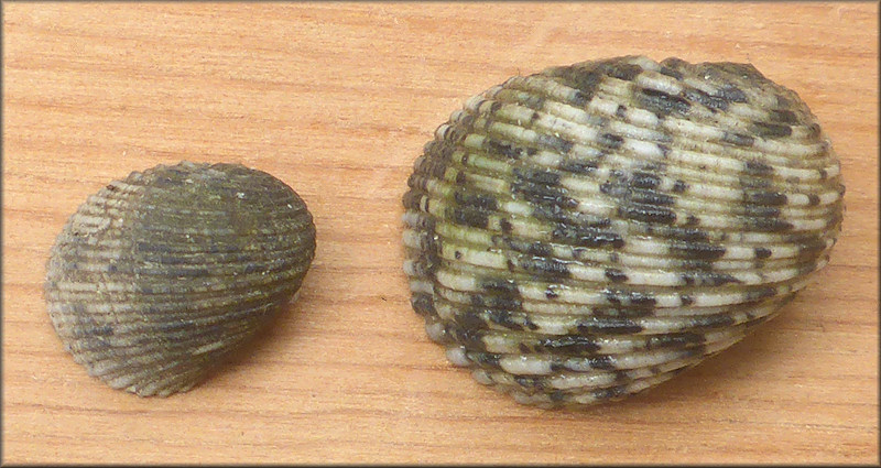 Nerita fulgurans Gmelin, 1791 Antillean Nerite Adult and Juvenile