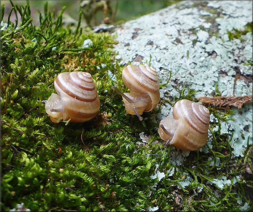 Praticolella griseola (L. Pfeiffer, 1841) Vagrant Scrubsnail