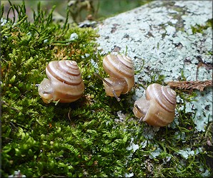 Praticolella griseola (L. Pfeiffer, 1841) Vagrant Scrubsnail