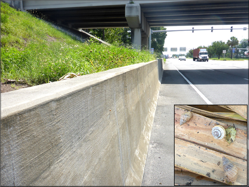 Bulimulus sporadicus On Heckscher Drive Underneath The Interstate 295 Overpass